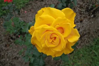 ROSAS AMARILLAS