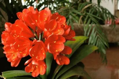 Clivia