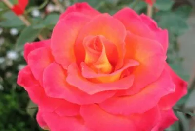 rose jigsaw puzzle