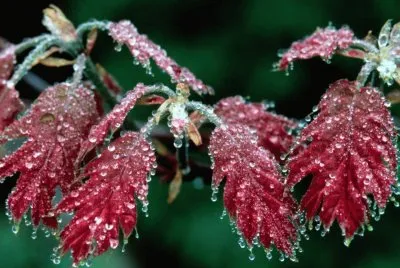 Frozen Red Oak leaves