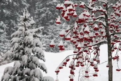 Winter landscape