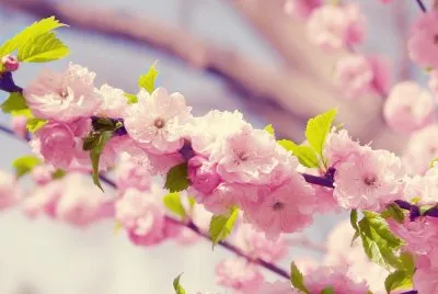 galhos com flores