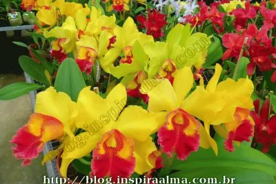 orquidea amarela