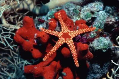 Starfish and Coral