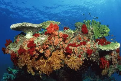Coral  Great Barrier Reef