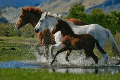 Caballos
