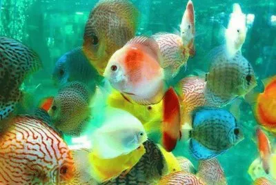 BELLEZA BAJO EL AGUA