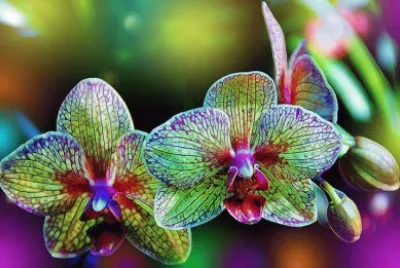 ORQUÃDEA ASIÃTICA, ARTE NATURAL.