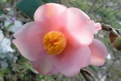 èŒ¶èŠ±