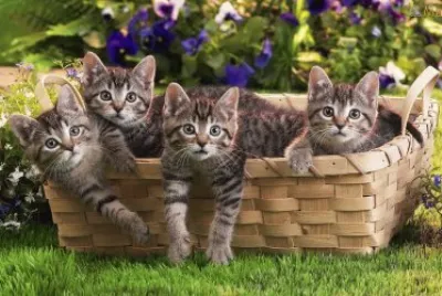 gatinhos-cesto-wallpaper