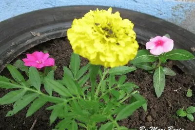Flor
