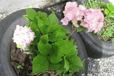 JARDIM