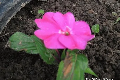 Florzinha