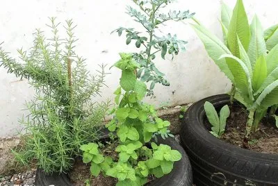 Plantinhas