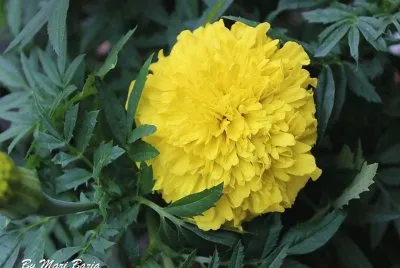 Amarela