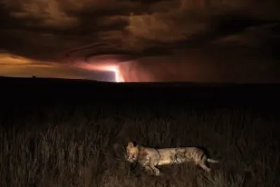 tigre