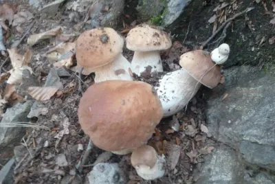 Porcini