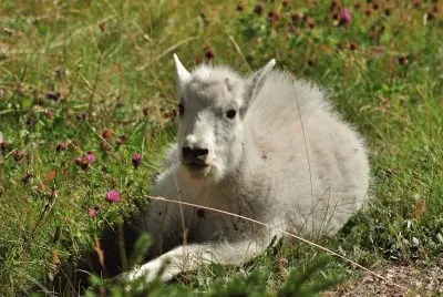Young Mountain Goat