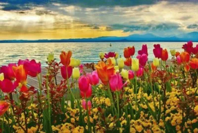 TULIPANES HOLANDESES