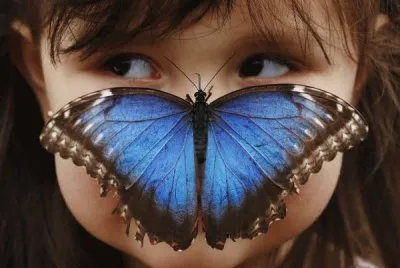 MORPHO AZUL