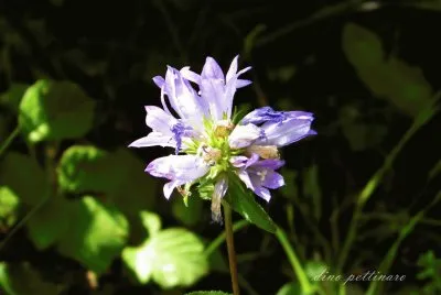 fiore di alta collina
