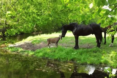 Horse and Roe Deer  Hilversum  the Netherlands jigsaw puzzle