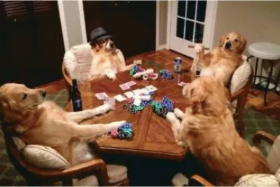 Dogs playing card