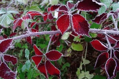 Winter Brambles