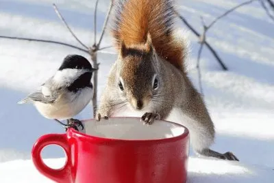 Let 's share the food