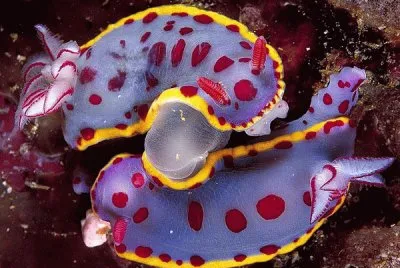 Hyselodores Bennetti  ( Nudibranchs ) deep Sea