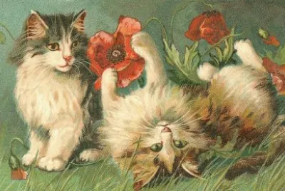 Gatos
