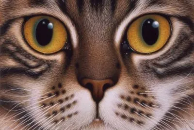 Gatos