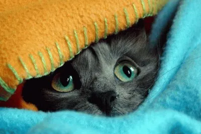 kitty