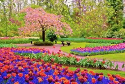 CEREZO EN EL JARDÃN