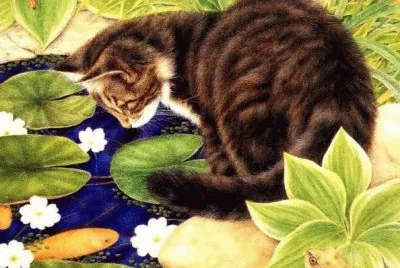Gatos