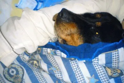 rottweiler en la cama gullock
