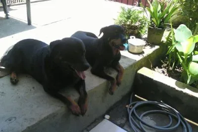 rottweiler gullock la pareja