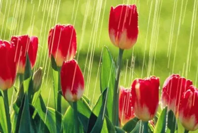tulipanes rojos