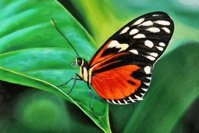 mariposa 2