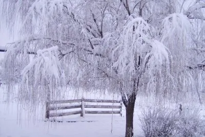 winter