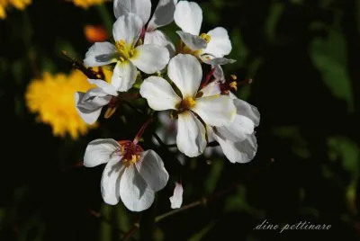 fiore di campagna