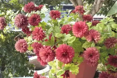 flores