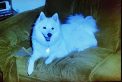 My American Eskimo Buddy