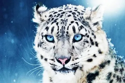 Leopardo