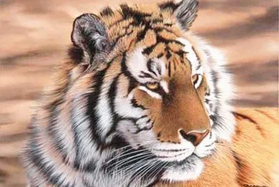 Tigre de vengala