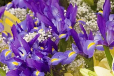 Beautiful Iris Field