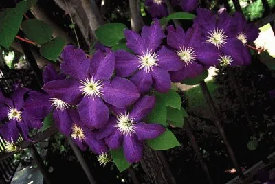 Purple Clematis on Fence