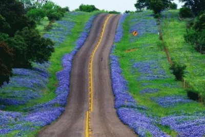 פאזל של Bluebonnets on Sides of Country Road