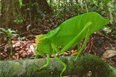Saltamontes de cresta verde - Surinam
