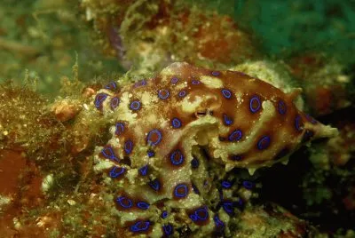 פאזל של Pulpo de Anillos Azules - Indonesia